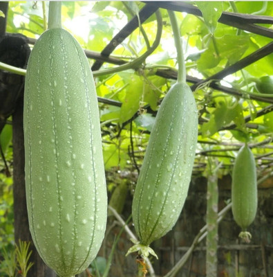 Quentova Sponge Gourd Tori-PUAS-8L Seed(100 per packet)