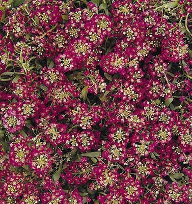 VINGTON Alyssum Seeds - Easter Bonnet Series Seed(80 per packet)