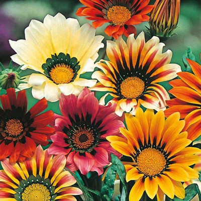 CYBEXIS Gazania SPLENDENS - Sunshine HYBRIDS Mixed Seed(50 per packet)