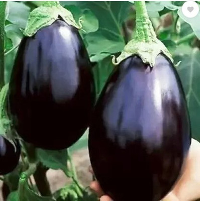 the green dotcom brinjal, bangan Seed(60 per packet)