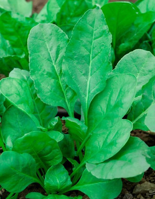 Seedsqlty Green vegetable seeds, high germination (30 seeds) Seed(1000 per packet)