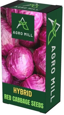 WILLVINE HUA -V RED CABBAGE/PATTA GOBHI SEEDS [10g] Seed(3000 per packet)
