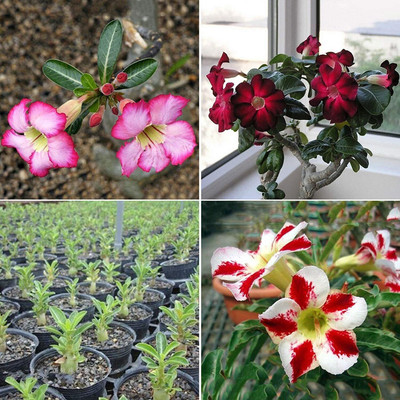 Qualtivate ® Desert Rose Seeds Adenium(5 Seeds) Seed(100 per packet)