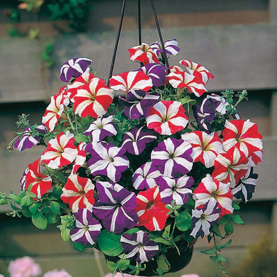M-Tech Gardens petunia Seed(100 per packet)