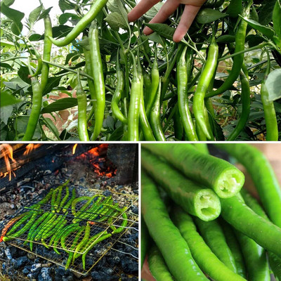 Qualtivate AXL-1AT Non GMO Long Heirloom Chilli Seed(300 per packet)
