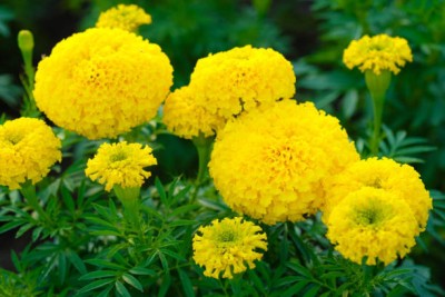 DIVINE marigold/gende ka phool flower seeds Seed(25 per packet)