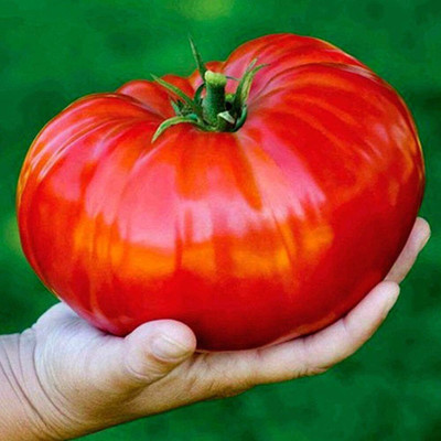 Qualtivate HYB-1A Red Giant Beefsteak Tomato Determinate Seed(300 per packet)