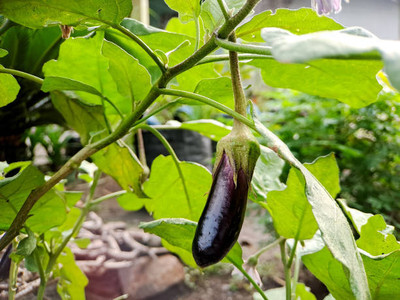 Kodali Hybrid F1 Brinjal Seeds Pack Of 67 Seed(67 per packet)