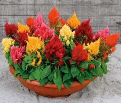 CYBEXIS VVI-89 - Rainbow Sherbert Celosia Flower - (540 Seeds) Seed(540 per packet)