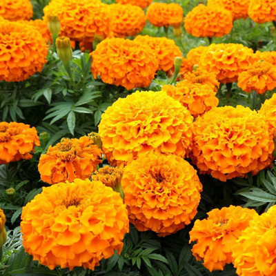 DEYS AGRO ™ marigold flower seeds hybrid mix Seed(50 per packet)