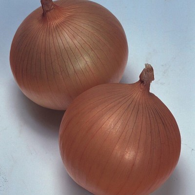 Avysa Yellow Onion Keepwell Seed(800 per packet)