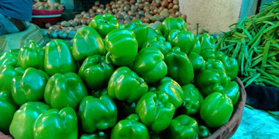 Aywal शिमला मिर्च Capsicum/Shimla Mirch Seed(325 per packet)