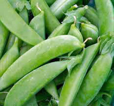 VibeX ® VXI-364 Pea Seed, Sugar Snap Seed(50 per packet)