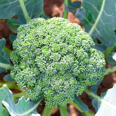 AMAJIT Fresh Broccoli Planting Vegetables Seeds Seed(75 per packet)