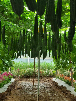 Qualtivate PUAS-3A JHINGA/TURAI/RIDGE GOURD SEEDS Seed(50 per packet)