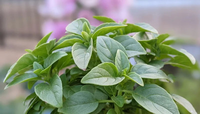 Qualtivate LXI-65 Spicy Globe Basil (ocimum basilicum Minimum) Seed(1000 per packet)