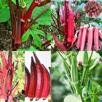 ibains Exotic red lady finger seeds 10 Seed(10 per packet)