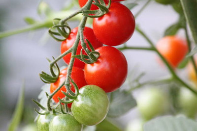 iGrow tomato Seed(85 per packet)