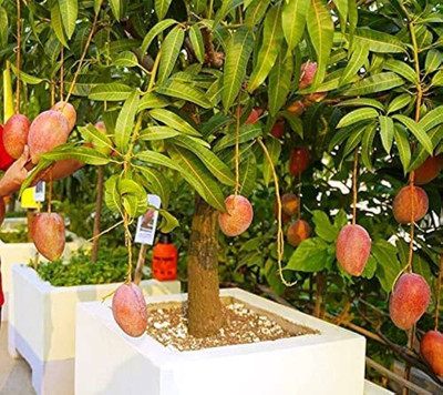 ibains Mango seeds himsagar Seed(1 per packet)