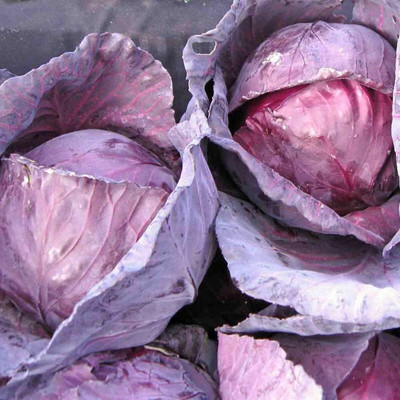 WILLVINE KGF -XVI Red Acre Cabbage - Brassica oleracea [10g] Seed(3000 per packet)