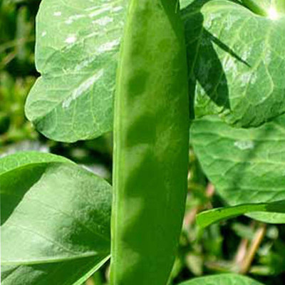 Qualtivate PUA-8A Super Sugar Snap Pea Seeds Seed(200 per packet)