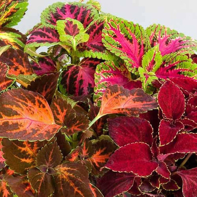 KANAYA Coleus Rainbow Mix Hybrid Seed(30 per packet)