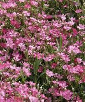 Aywal Gypsophila Good Germination Mixed Color Flower Seed(50 per packet)