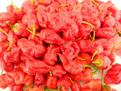 KNESSiN F1 Hybrid Frankenstein BBG Chilli Seeds for Terrace Gardening-(1200 Seeds) Seed(1200 per packet)