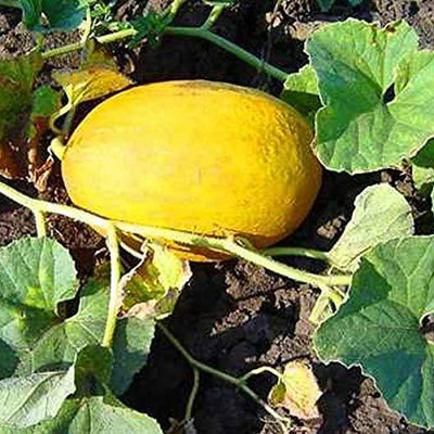 CYBEXIS NDIR-34 - Yellow MelonCantaloupe Muskmelon Kharbuja - (1350 Seeds) Seed(1350 per packet)