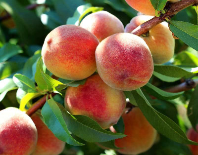 Aywal Peach Fruit Seed(10 per packet)