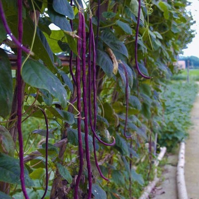 CYBEXIS Purple Cowpea Seeds Special Color Annual Heirloom Vine800 Seeds Seed(800 per packet)