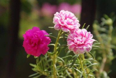 BDSresolve Time flower seeds pack of 34 Seed(34 per packet)