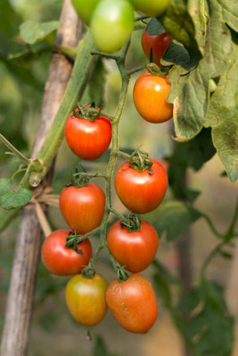 EKAKSHAR tomato Seed(105 per packet)