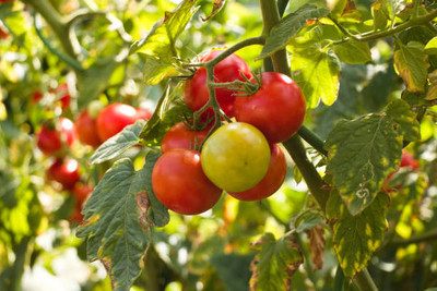 everlite tomato Seed(125 per packet)