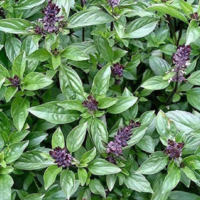 VibeX ® RXI-41 Cinnamon Basil Seeds Seed(1000 per packet)