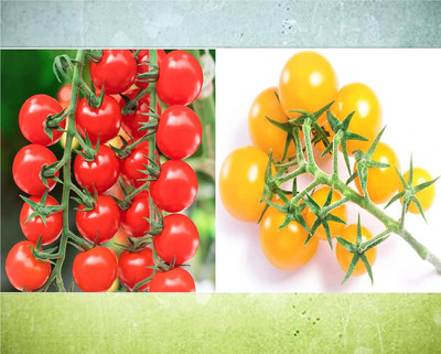WILLVINE Cherry Tomato Red/Cherry Tomato Yellow [5g, 1500 Seeds] Seed(1500 per packet)
