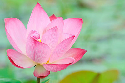 Wellspring lotus,kamal gatta Seed(10 per packet)