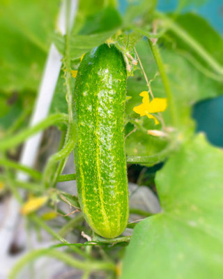 AFARTIOBINA 136 Pc Cucumber Seeds Seed(136 per packet)