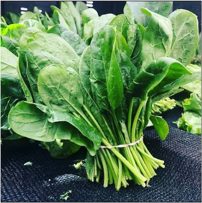 BDSresolve Green spinach seeds for home garden PACK OF 210 Seed(210 per packet)