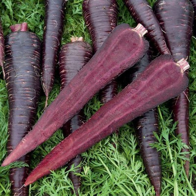 CYBEXIS NBIR-59 - Carrot - Deep Purple - (750 Seeds) Seed(750 per packet)