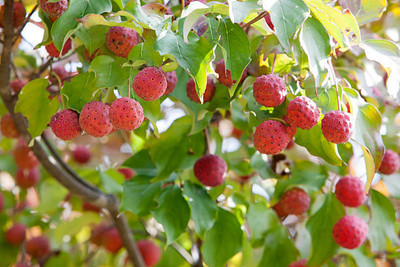 MAA LITCHI,LICHEE,LYCHEE Seed(10 per packet)