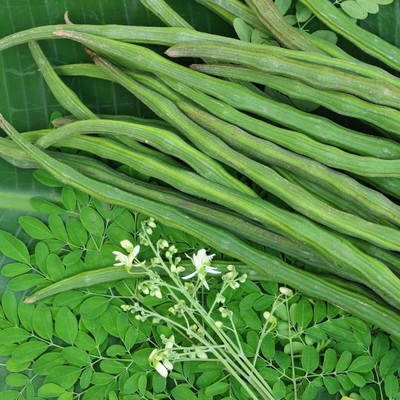 Jignishaseeds Organic Drumstick (Sedi Murungai) Plant Seeds - Open Pollinated Seed(15 per packet)