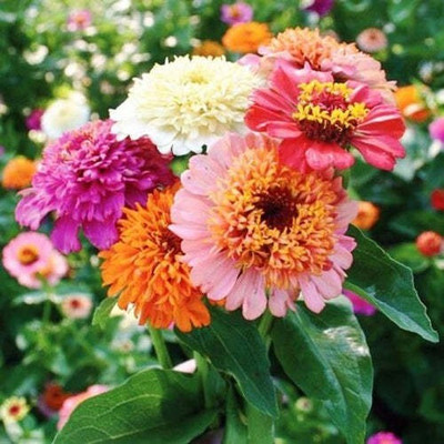 Quentova Zinnia 'Scabiosa Flowered Mix'-VDI-10R Seed(50 per packet)