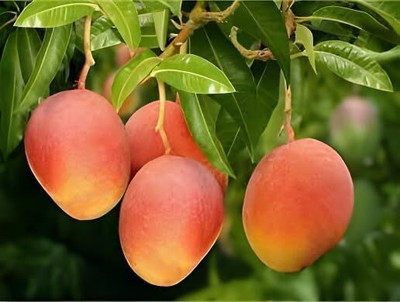 SHYAM Gulab Khash Mango Plant Seed(1 per packet)