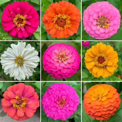 KP BHANDER Zinia flower Seed(100 per packet)