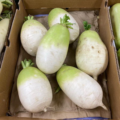 CYBEXIS LX-98 - Daikon Radish-Korean Type - (750 Seeds) Seed(750 per packet)