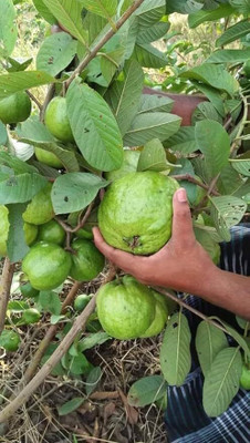 isarkars ™️Hybrid Guava (Amrood) Fruit Seed(65 per packet)