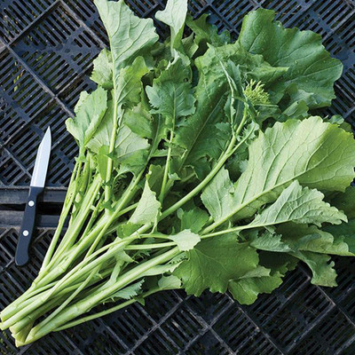 VibeX ® VLR-369 Broccoli Raab Spring- Italian Specialty Seed(200 per packet)