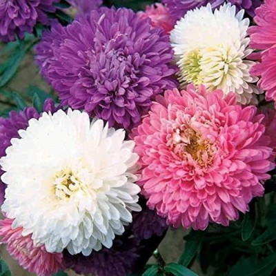 CYBEXIS Aster Flower Plant Seeds For Planting (60 Seeds) Seed(60 per packet)