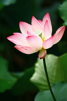 syngenta lotus,kamal gatta Seed(11 per packet)